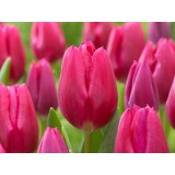 Тюльпан сорт "Pink Ardour"