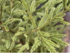 Ель обыкновенная срезка (150-200 см) Ель обыкновенная срезка (150-200 см)