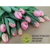 Тюльпан сорт "Sissi"