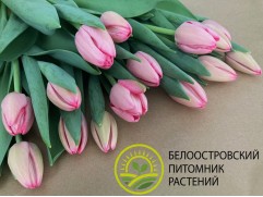 Тюльпан сорт "Sissi" Тюльпан сорт "Sissi"