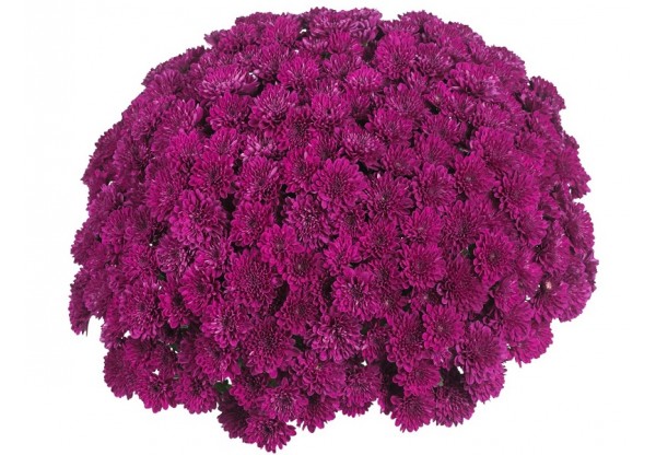 Хризантема мультифлора "Lagoon Purple" (Контейнер 3,0л.)