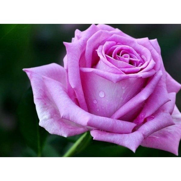 Роза чайно-гибридная "Aqua" (Контейнер 5,0л.)