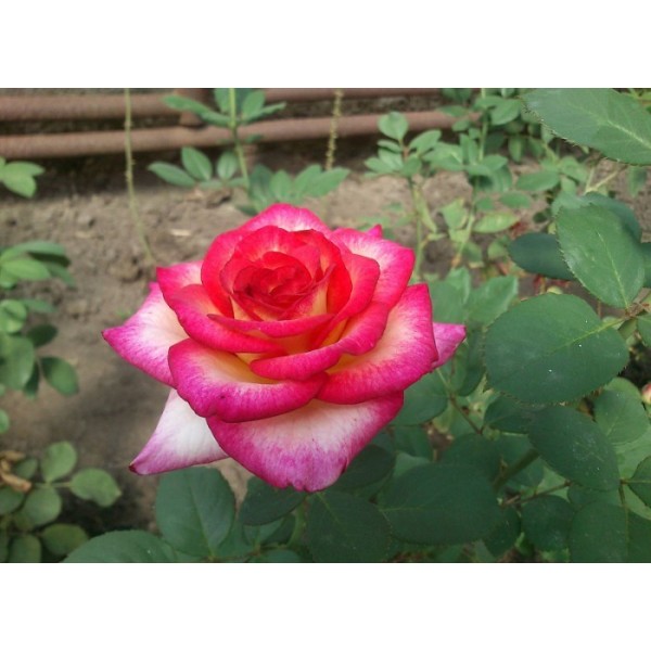 Роза чайно-гибридная "Amazon" (Контейнер 5,0л.)