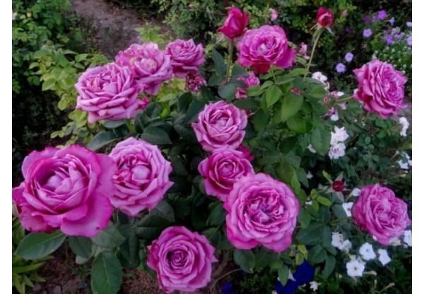 Роза чайно-гибридная "Claude Brasseur" (Контейнер 5,0л.)
