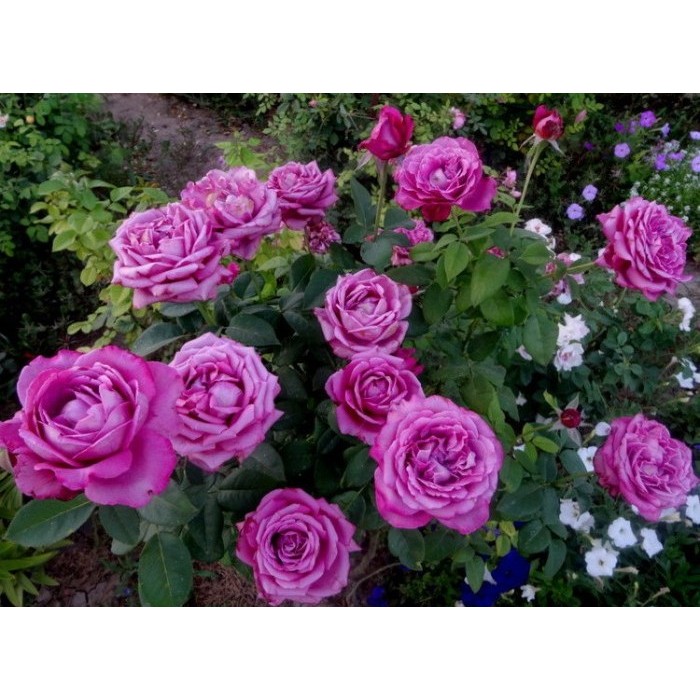 Роза чайно-гибридная "Claude Brasseur" (Контейнер 5,0л.)