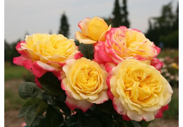 Роза чайно-гибридная "Kordes’ Jubilee" (Контейнер 5,0л.)