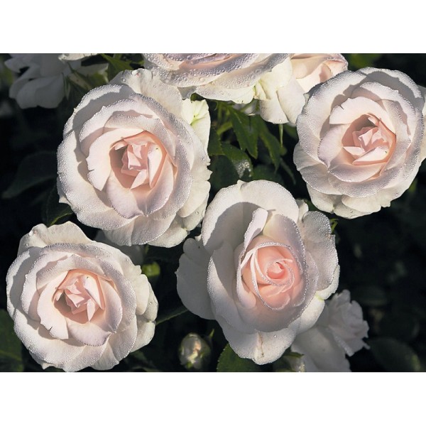Роза флорибунда "Aspirin Rose" (Контейнер 5,0л.)