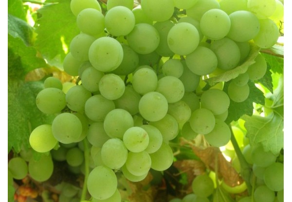 Виноград плодовый "Чауш" (Контейнер 2,0л.)