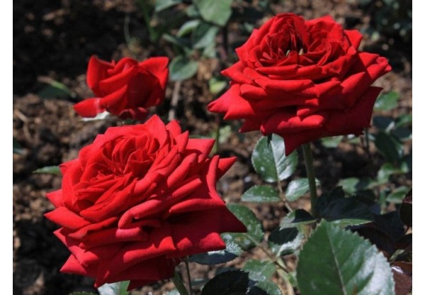 Роза чайно-гибридная "Red Queen" (Контейнер 5,0л.)