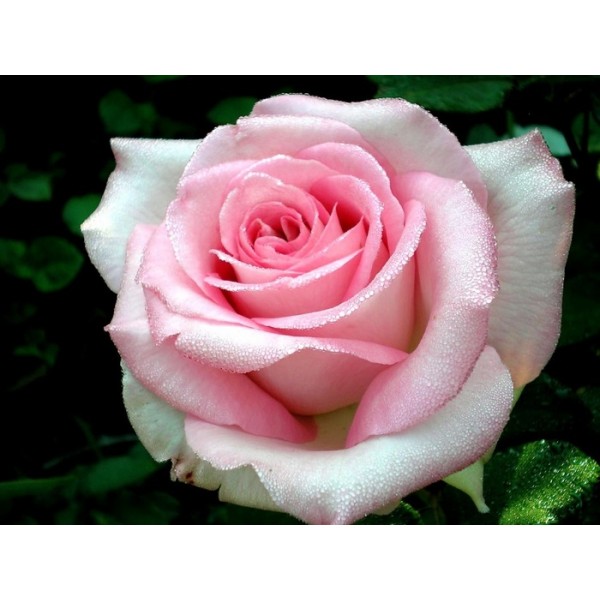 Роза чайно-гибридная "Emma de Meilland" (Контейнер 5,0л.)