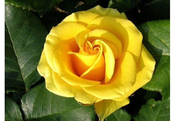 Роза чайно-гибридная "Papillon" (Контейнер 5,0л.)