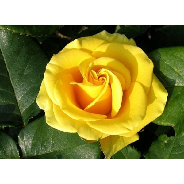 Роза чайно-гибридная "Papillon" (Контейнер 5,0л.)
