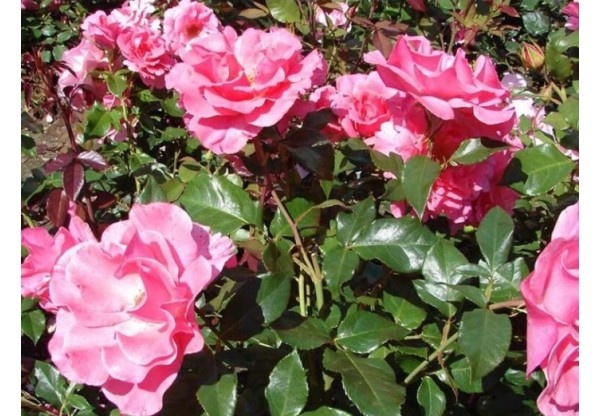 Роза флорибунда "Romanze" (Контейнер 5,0л.)