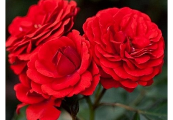Роза флорибунда "Cordula" (Контейнер 5,0л.)