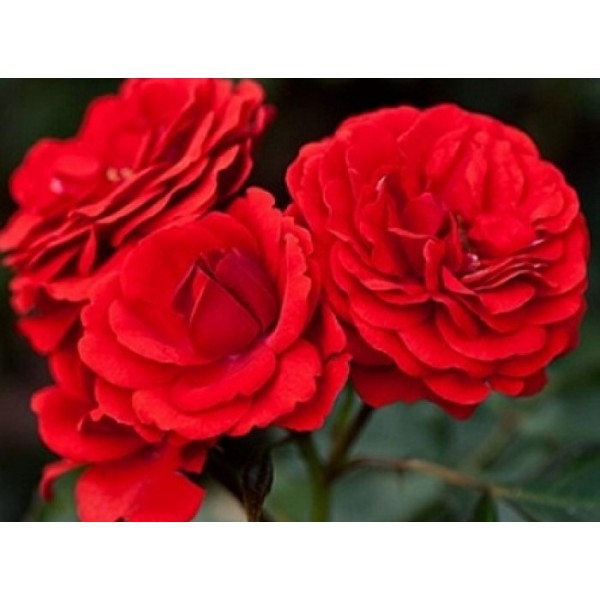 Роза флорибунда "Cordula" (Контейнер 5,0л.)