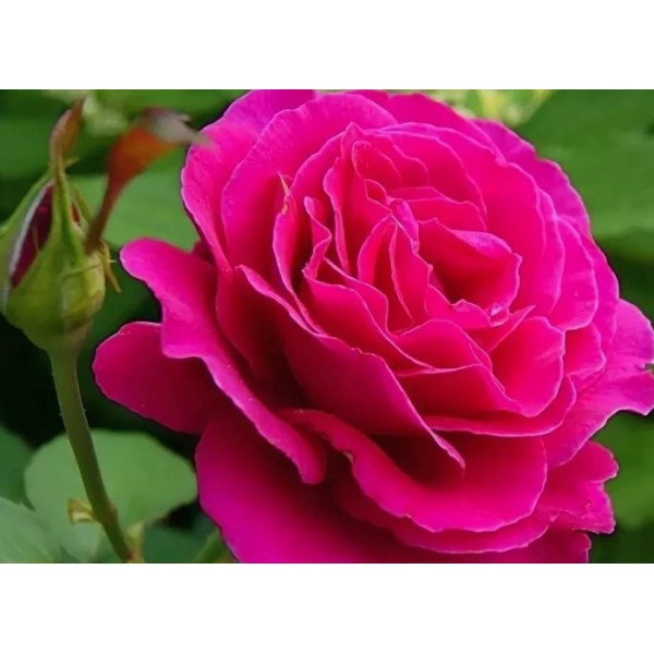 Роза чайно-гибридная "Малиновый звон" (Контейнер 5,0л.)