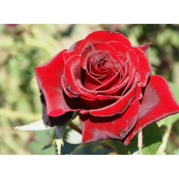 Роза чайно-гибридная "Red Magic" (Контейнер 5,0л.)