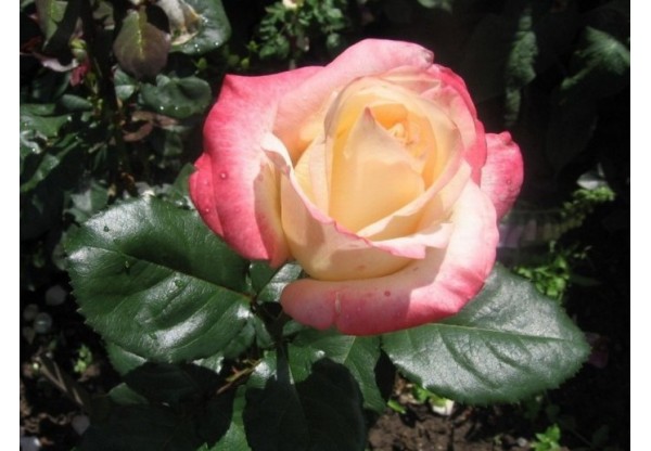 Роза чайно-гибридная "Belle Perle" (Контейнер 5,0л.)