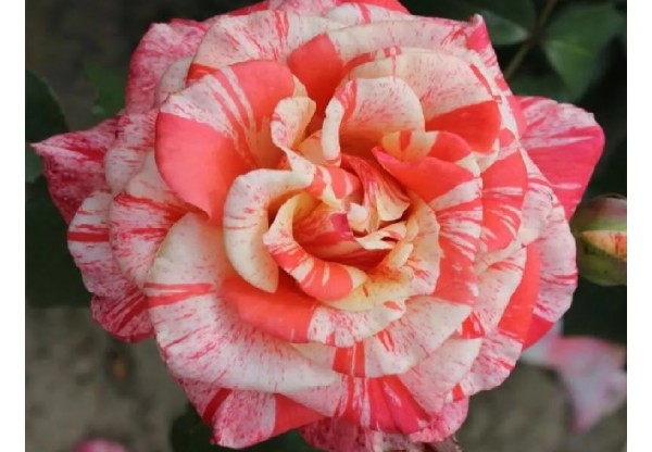 Роза чайно-гибридная "Philatelie" (Контейнер 5,0л.)