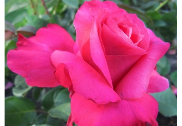 Роза чайно-гибридная "Vien Rose" (Контейнер 5,0л.)