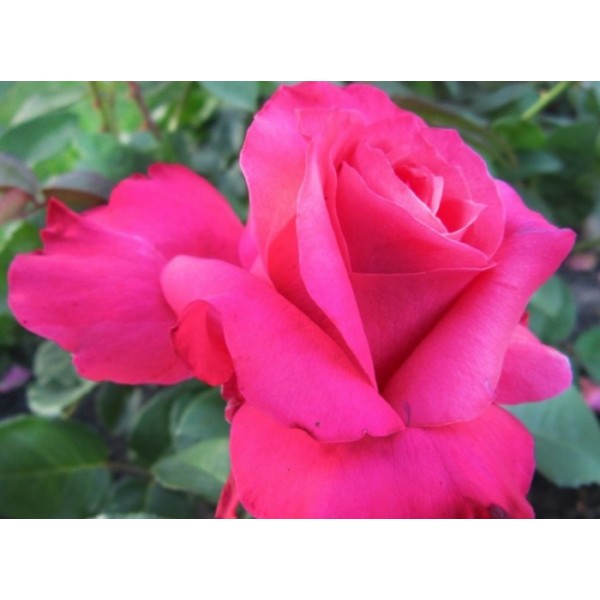 Роза чайно-гибридная "Vien Rose" (Контейнер 5,0л.)