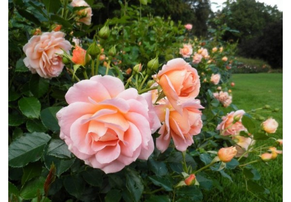 Роза флорибунда "Geisha" (Контейнер 5,0л.)