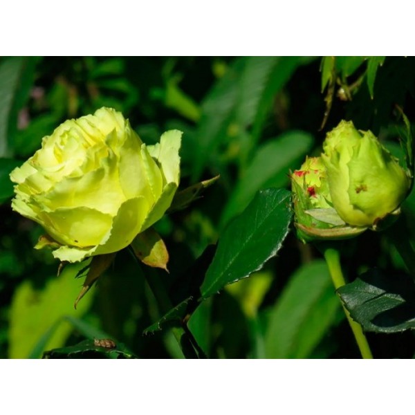 Роза чайно-гибридная "Limbo" (Контейнер 5,0л.)