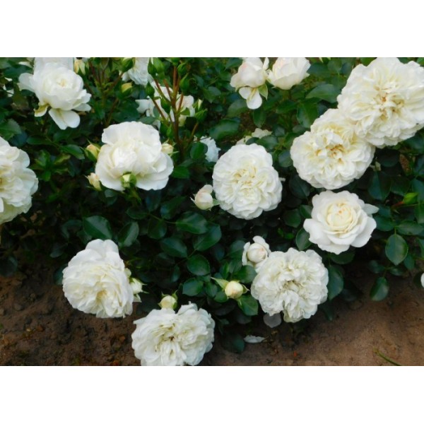 Роза почвопокровная "White Meidiland" (Контейнер 5,0л.)