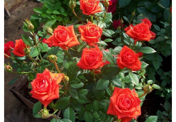 Роза миниатюрная "Orange Juwel" (Контейнер 5,0л.)