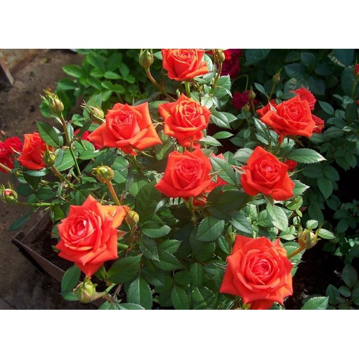 Роза миниатюрная "Orange Juwel" (Контейнер 5,0л.)