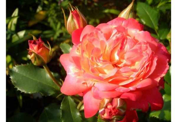 Роза флорибунда "Midsummer" (Контейнер 5,0л.)