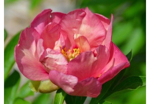 Пион молочноцветковый "Old Rose Dandy" (Контейнер 5,0л.)