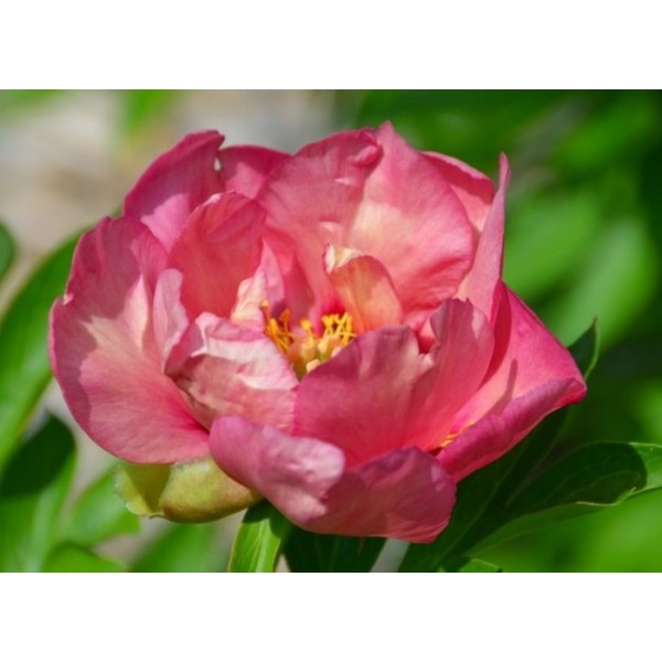 Пион молочноцветковый "Old Rose Dandy" (Контейнер 5,0л.)