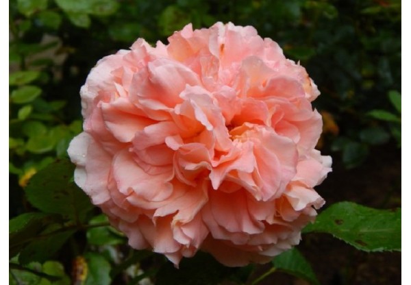 Роза чайно-гибридная "Augusta Luise" (Контейнер 5,0л.)