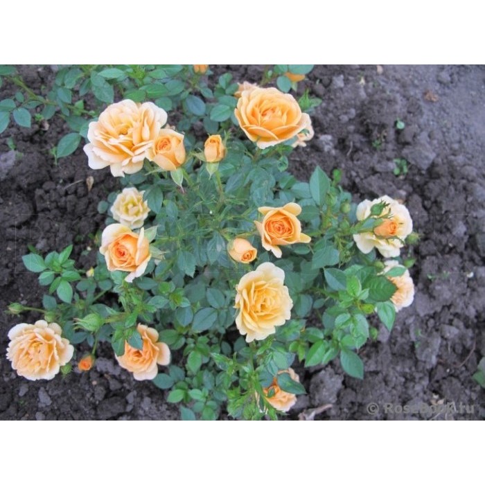 Роза миниатюрная "Suncharm" (Контейнер 5,0л.)