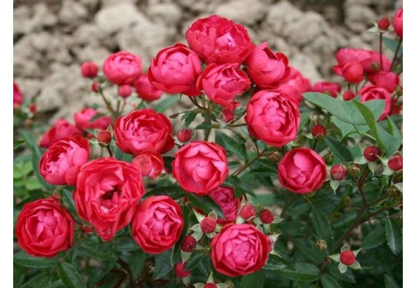 Роза почвопокровная "Morsdag" (Контейнер 5,0л.)