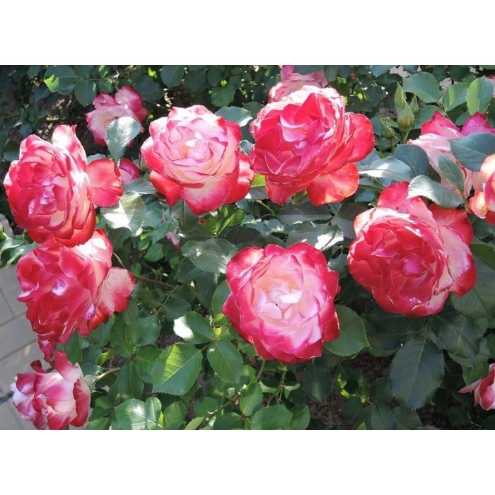 Роза флорибунда "Arifa" (Контейнер 5,0л.)