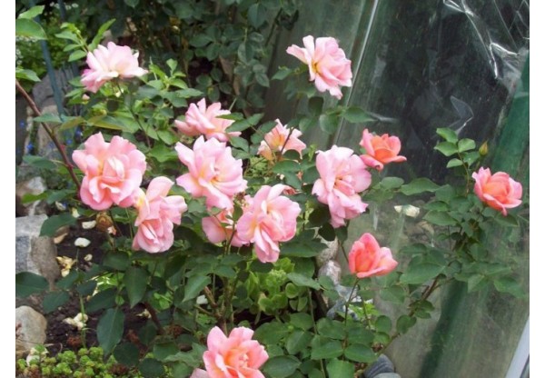 Роза флорибунда "Zambra" (Контейнер 5,0л.)