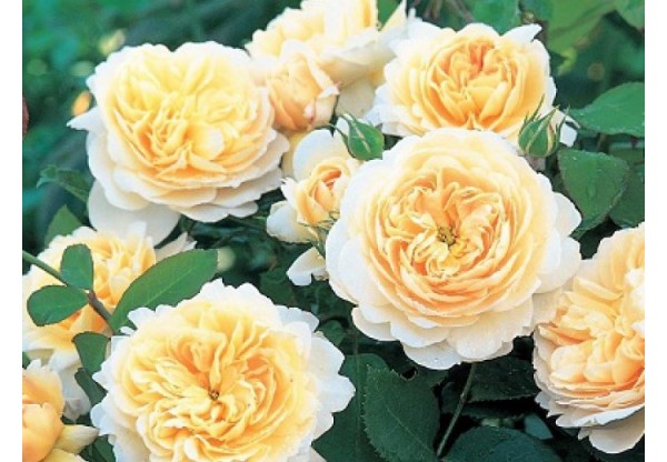 Роза английская "Crocus Rose" (Контейнер 5,0л.)