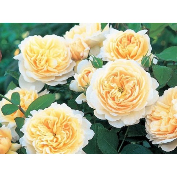 Роза английская "Crocus Rose" (Контейнер 5,0л.)
