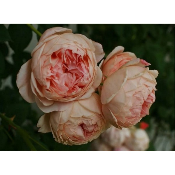 Роза английская "William Morris" (Контейнер 5,0л.)