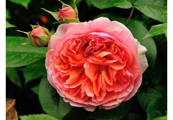 Роза чайно-гибридная "Chippendale" (Контейнер 5,0л.)