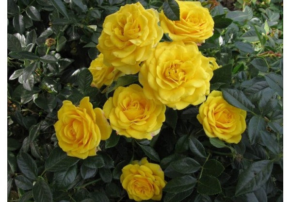 Роза штамбовая "Yellow Eveline" (Контейнер 11,0л.)