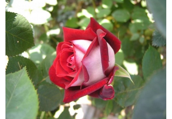 Роза чайно-гибридная "Osiria" (Контейнер 5,0л.)
