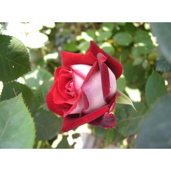 Роза чайно-гибридная "Osiria" (Контейнер 5,0л.)