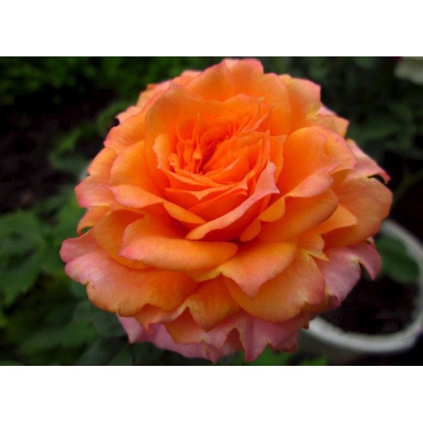 Роза штамбовая "Mandarin" (Контейнер 11,0л.)