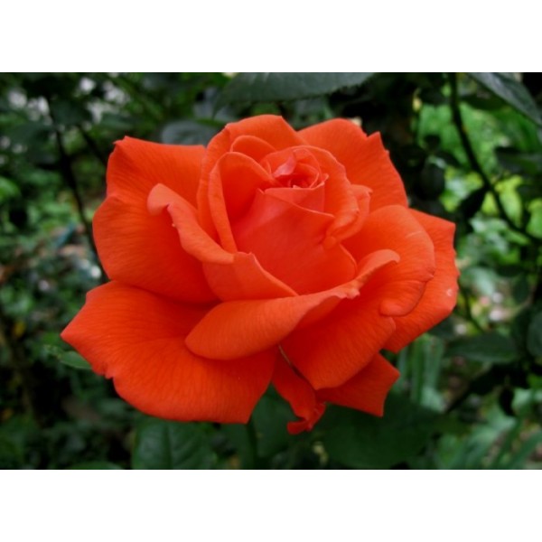 Роза чайно-гибридная "Angelique" (Контейнер 5,0л.)