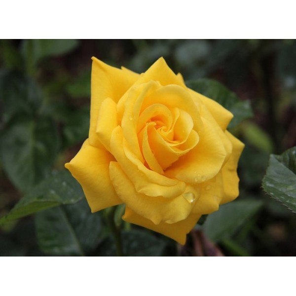 Роза чайно-гибридная "Landora" (Контейнер 5,0л.)
