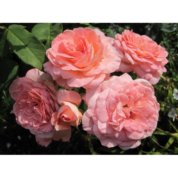Роза чайно-гибридная "Rene Goscinny" (Контейнер 5,0л.)