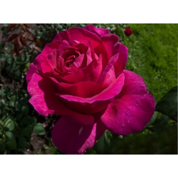 Роза чайно-гибридная "Topaz" (Контейнер 5,0л.)
